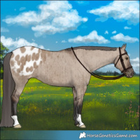 Horse Color:Liver Red Dun Appaloosa Brindle 