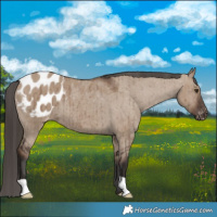 Horse Color:Liver Red Dun Blanket Brindle