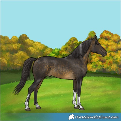 Horse Color:Buckskin Tobiano 