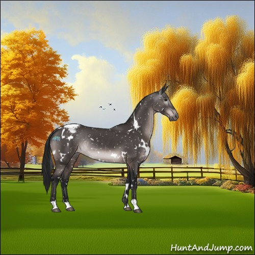 Horse Color:Gray Platinum White Spotted Brown Appaloosa Rabicano