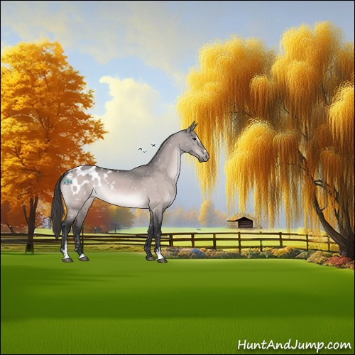 Horse Color:Platinum Bay Dun Sabino Appaloosa