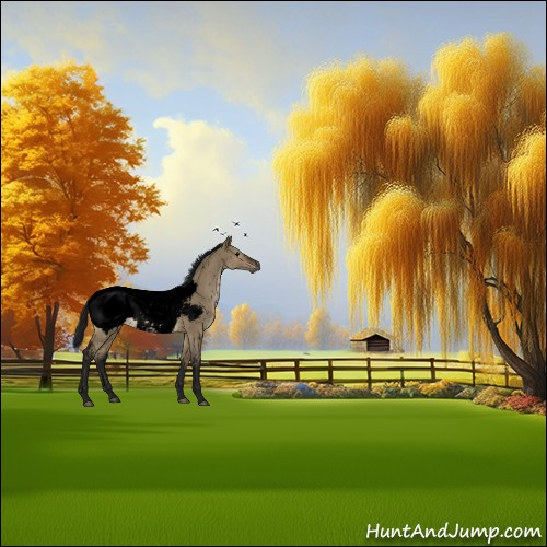 Horse Color:Gray Void Brown Dun Sabino Appaloosa 