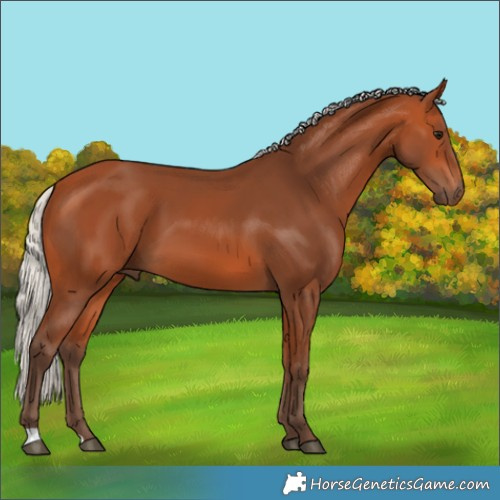 Horse Color:Silver Bay 