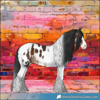 Horse Color:Brown Splash Tobiano Appaloosa