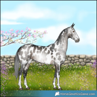Horse Color:Gray Brown Dun Sabino Appaloosa Brindle 