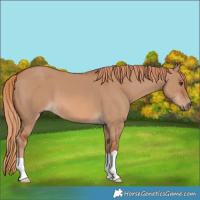 Horse Color:Red Dun 