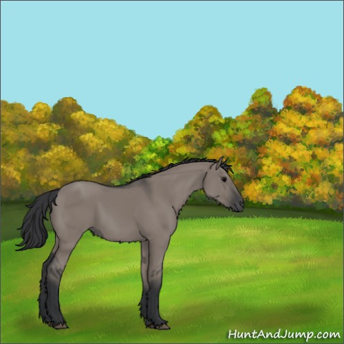 Horse Color:Grullo Rabicano 