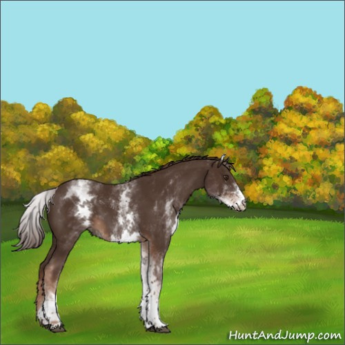 Horse Color:White Spotted Liver Chestnut 