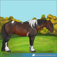 Horse Color:Brown Tobiano