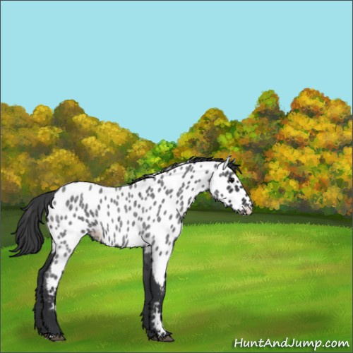 Horse Color:Blue Roan Appaloosa 