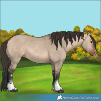 Horse Color:Bay Dun Sabino Rabicano 