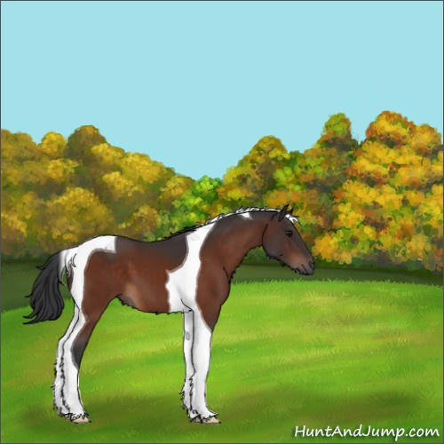 Horse Color:Bay Tobiano 