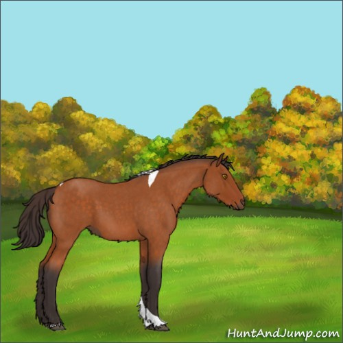 Horse Color:Buckskin Roan Tobiano 