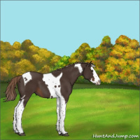 Horse Color:Liver Chestnut Splash Tobiano 