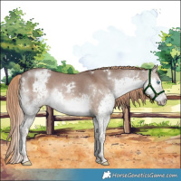 Horse Color:White Spotted Liver Red Dun Splash 