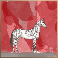 Horse Color:Brown Roan Dun Appaloosa Brindle 