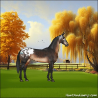 Horse Color:Gray Brown Appaloosa