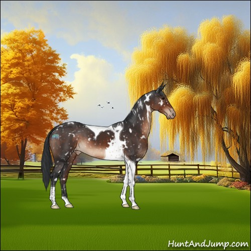 Horse Color:White Spotted Brown Tobiano Appaloosa 
