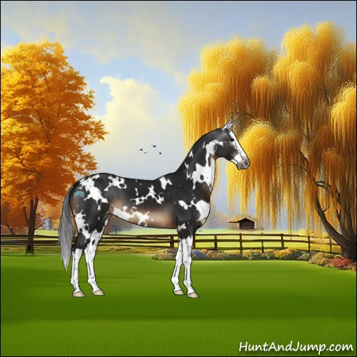 Horse Color:Gray White Spotted Brown Sabino Splash Appaloosa 
