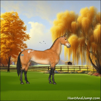 Horse Color:Gray Buckskin Appaloosa 
