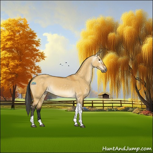 Horse Color:Gray Buckskin Dun Tobiano Appaloosa