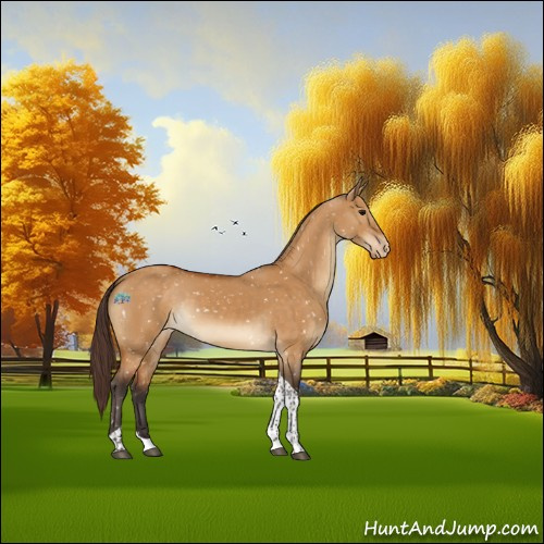 Horse Color:Buckskin Dun Tobiano Appaloosa 