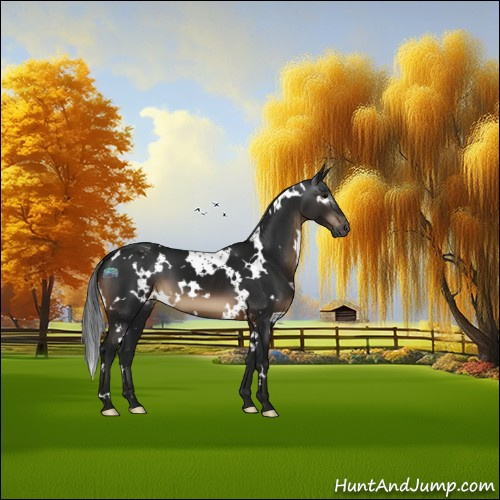 Horse Color:Gray White Spotted Brown Appaloosa 