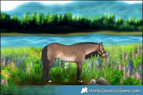 Horse Color:Void White Spotted Bay Dun Rabicano 