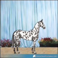 Horse Color:Smoky Grullo Near Leopard Brindle 
