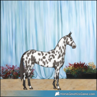 Horse Color:Smoky Grullo Appaloosa Brindle