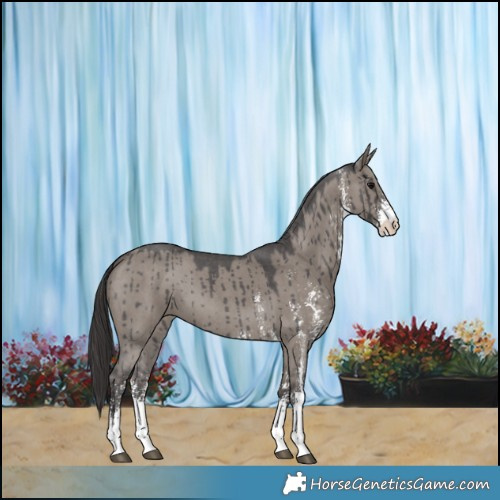 Horse Color:Smoky Grullo Sabino Brindle 