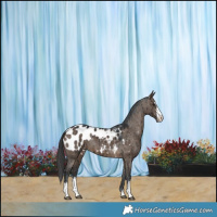 Horse Color:Brown Dun Sabino Appaloosa Brindle 