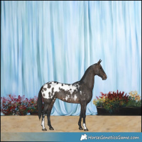 Horse Color:Brown Dun Sabino Appaloosa Brindle 