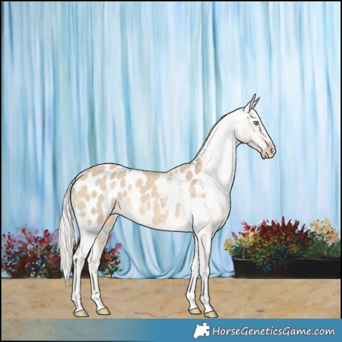 Horse Color:Cremello Appaloosa 