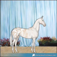 Horse Color:Cremello Appaloosa 