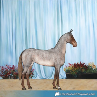 Horse Color:Liver Red Roan Appaloosa 