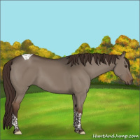 Horse Color:Liver Red Dun Tobiano 
