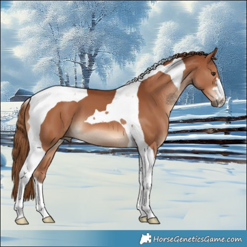 Horse Color:Chestnut Tobiano 
