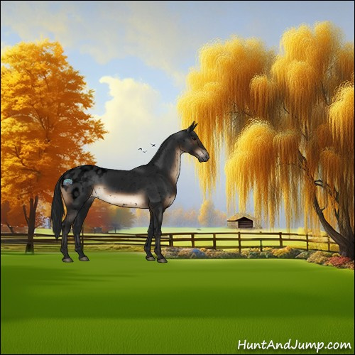 Horse Color:Gray Void Brown Appaloosa 