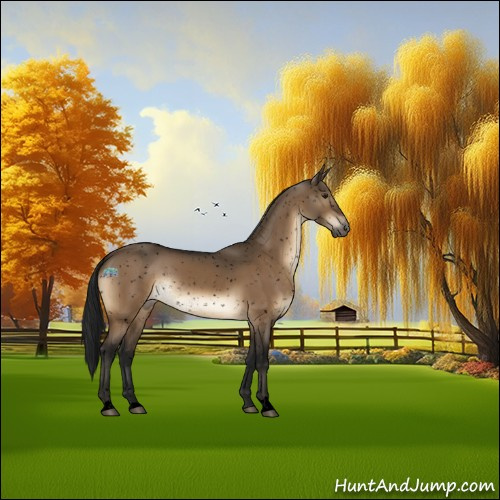 Horse Color:Gray Void Brown Dun Appaloosa Rabicano