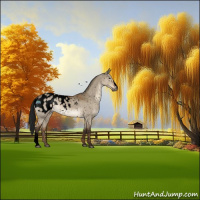Horse Color:Gray Void Brown Dun Appaloosa 