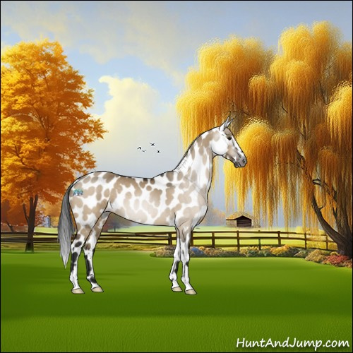 Horse Color:Gray Brown Dun Sabino Appaloosa 