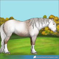 Horse Color:Gray Silver Classic Champagne 