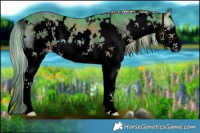 Horse Color:Void Watercolor Plaid  White Spotted Chocolate Palomino Onyx Splash 