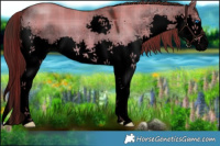 Horse Color:Void Plaid  Liver Red Dun Splash 