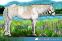 Horse Color:Watercolor White Spotted Liver Red Dun Splash Tobiano 