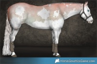 Horse Color:Watercolor White Spotted Chocolate Palomino Dun Splash 