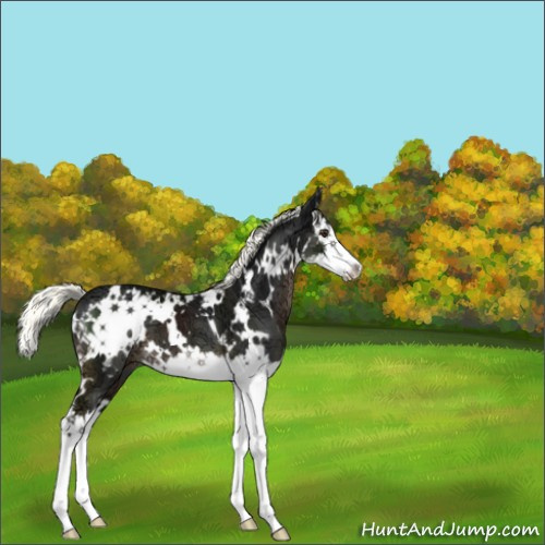 Horse Color:White Spotted Liver Chestnut Ice Mushroom Splash 