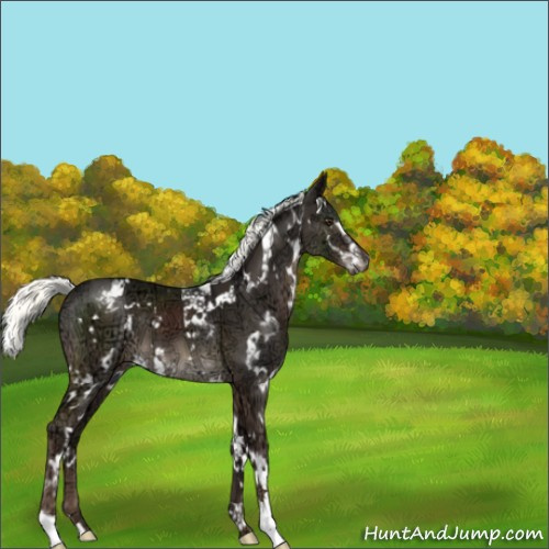 Horse Color:White Spotted Liver Chestnut Ice Mushroom Sabino 