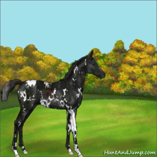 Horse Color:White Spotted Liver Chestnut Ice 